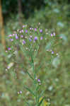 Tatarian aster